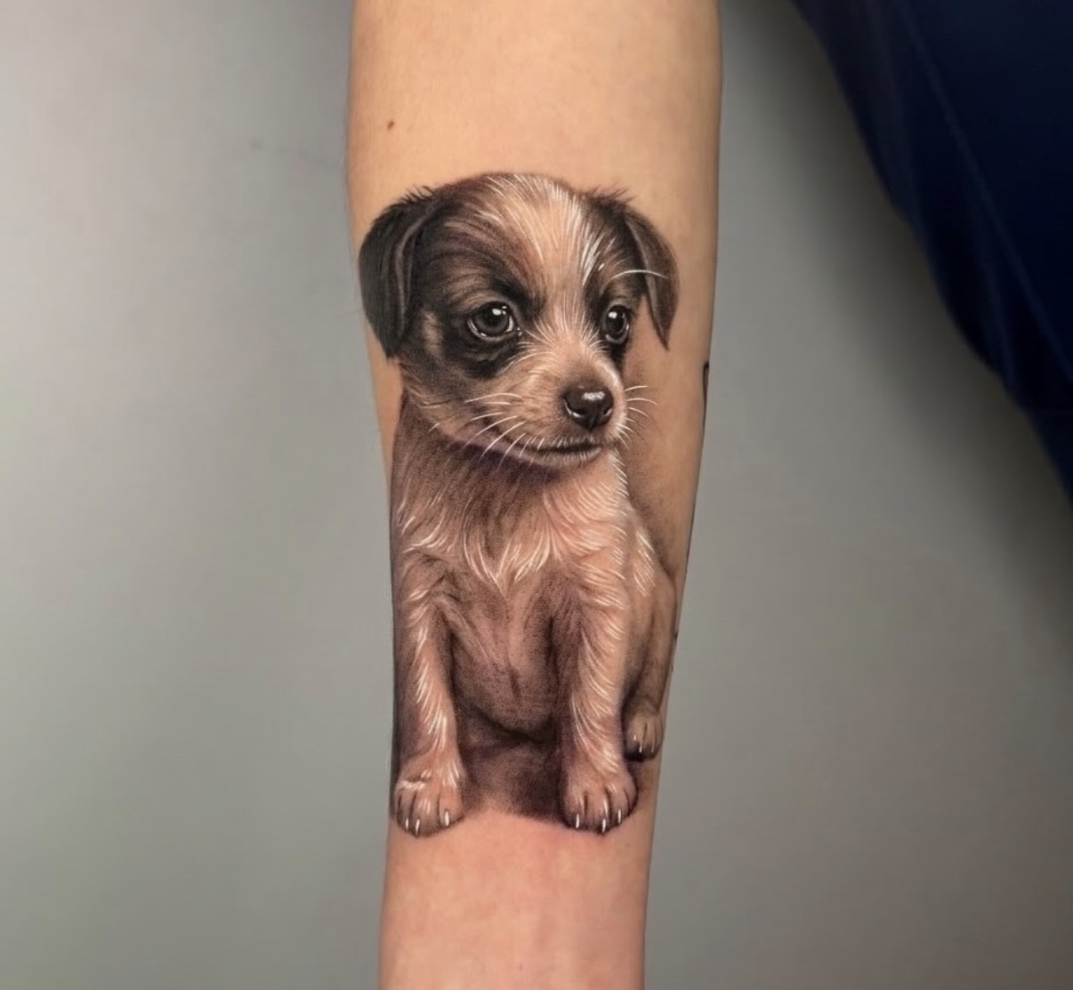 Color puppy portrait